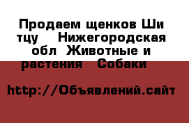 Продаем щенков Ши-тцу  - Нижегородская обл. Животные и растения » Собаки   